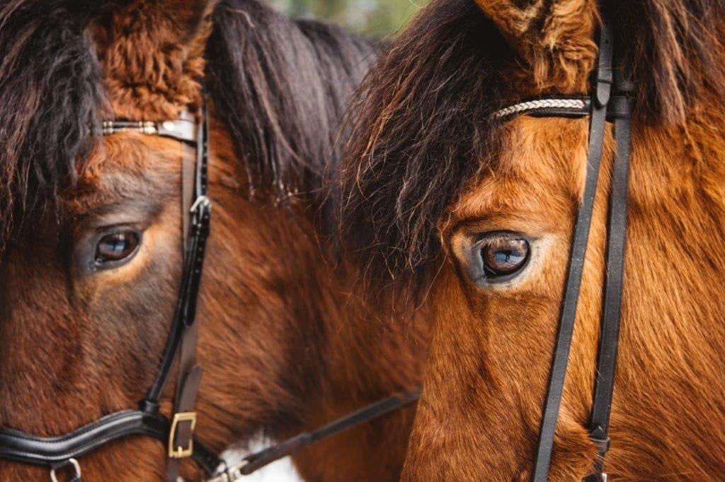 To brune hester med man og tøyler i nærbilde.