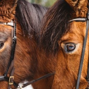 Nærbilde av to heste hoder.