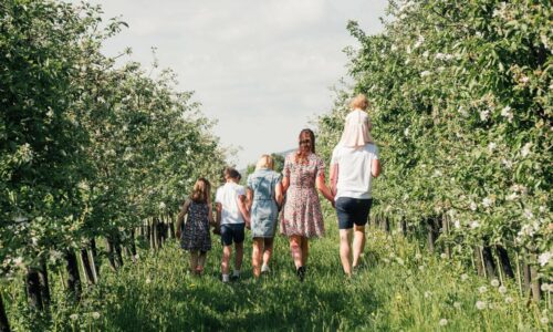 Familien på Lien Gård går i frukthagen