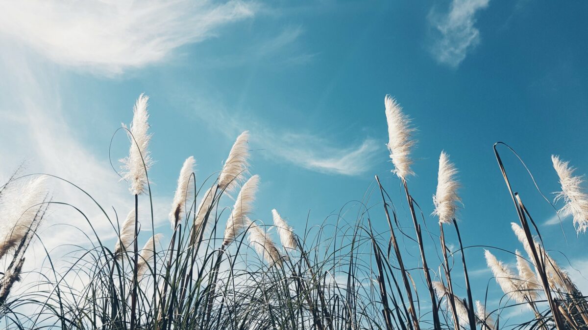Blå himmel og gress