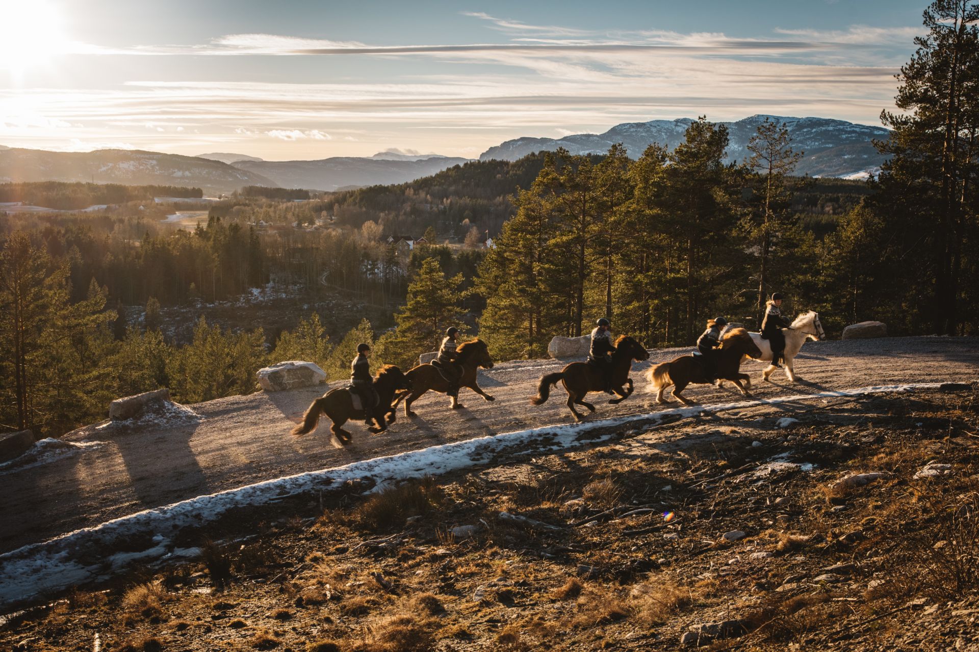 Turhestene i galopp i en bakke