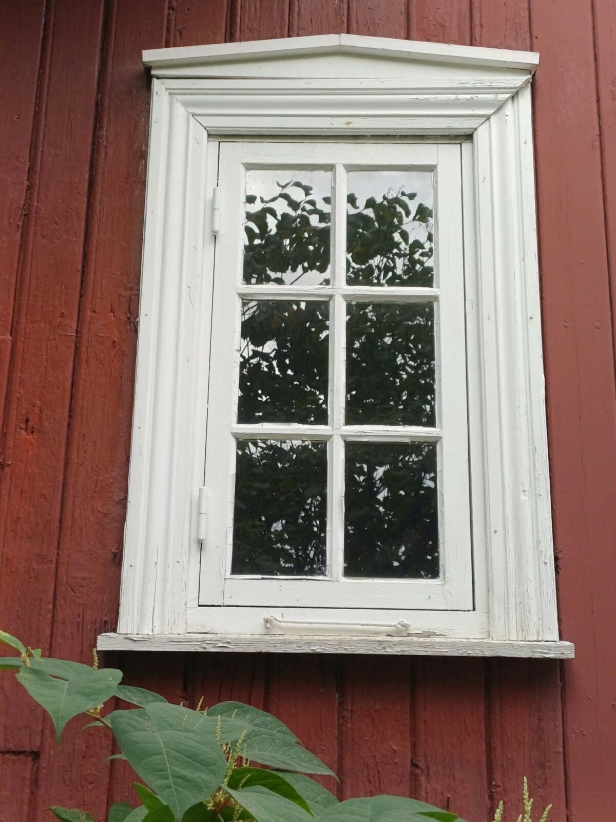 Vindue med hvit ramme på rød trevegg, speiler omgivelsene i glasset. Grønne planter foran vinduet.